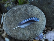 14th Aug 2017 - A Jay Feather