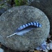 A Jay Feather by roachling