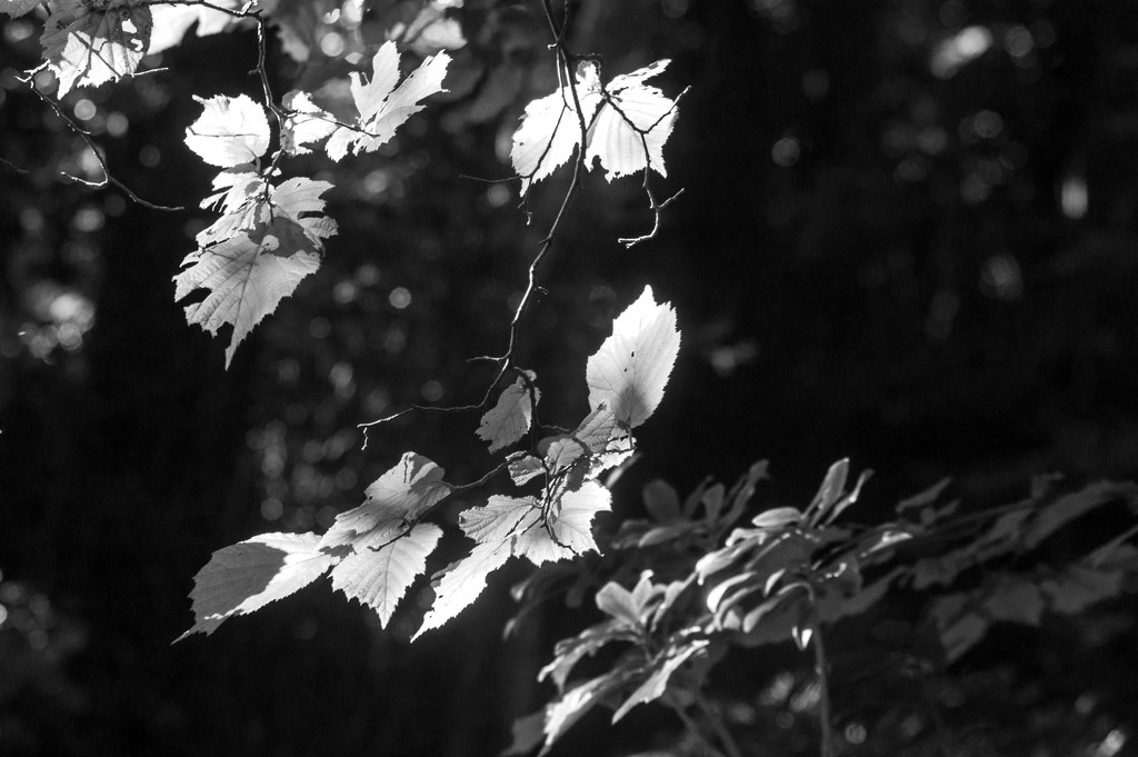 Sun through the trees bw by fbailey