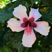Poinsettia ~Sorry everyone this is a Hibiscus....Silly Me !!!!! by happysnaps