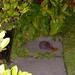 Another hedgehog! by chris17