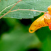 Jewelweed by rminer