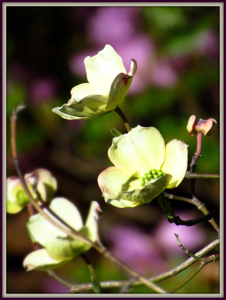 My Old Dogwood Tree by glimpses