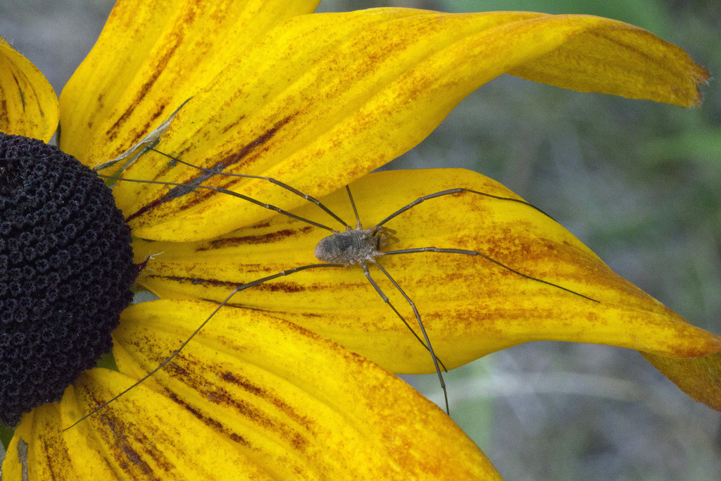 Daddy Long Legs on Yellow by gaylewood