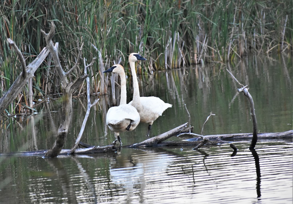 Swan Lake  by caitnessa