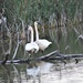 Swan Lake  by caitnessa