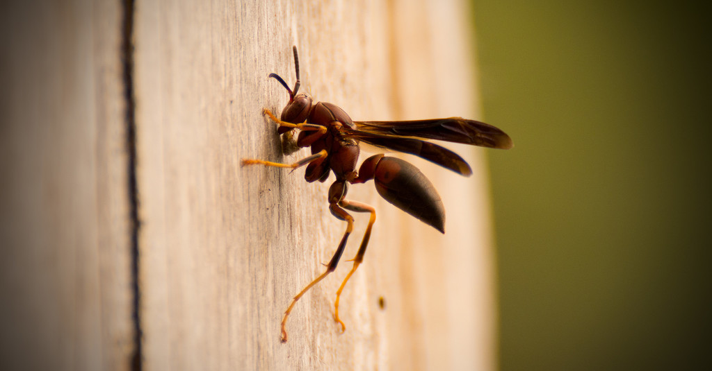 Wasp Trying to Gnaw Down the Tree! by rickster549