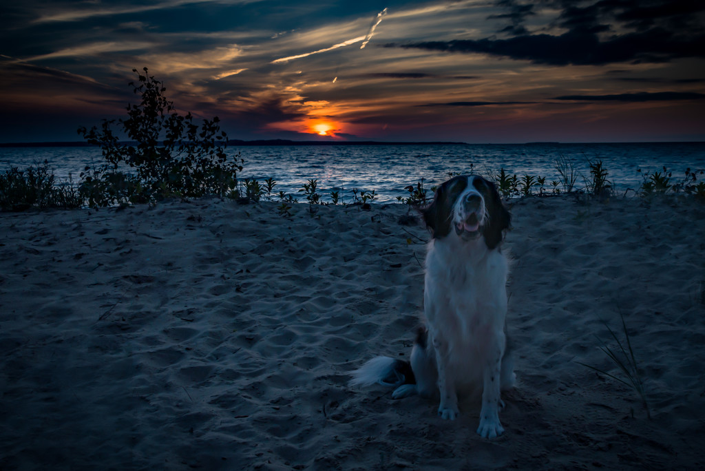 Moo Enjoys the Sunset by taffy