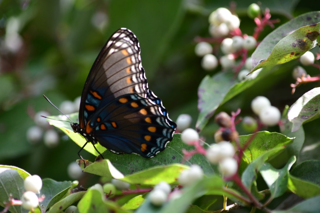 Red-Spotted Purple Swallowtail Butterfly by kareenking