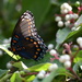 Red-Spotted Purple Swallowtail Butterfly by kareenking