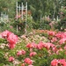 Rose Garden by harbie