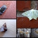 Mid august moths  by steveandkerry