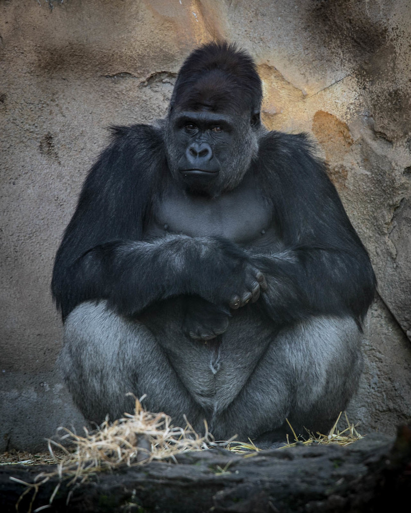 Mama Gorilla by jyokota