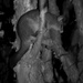 Brush Tailed Possum  by onewing