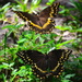 Dancing butterflies by congaree