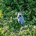 Grey Heron by carolmw