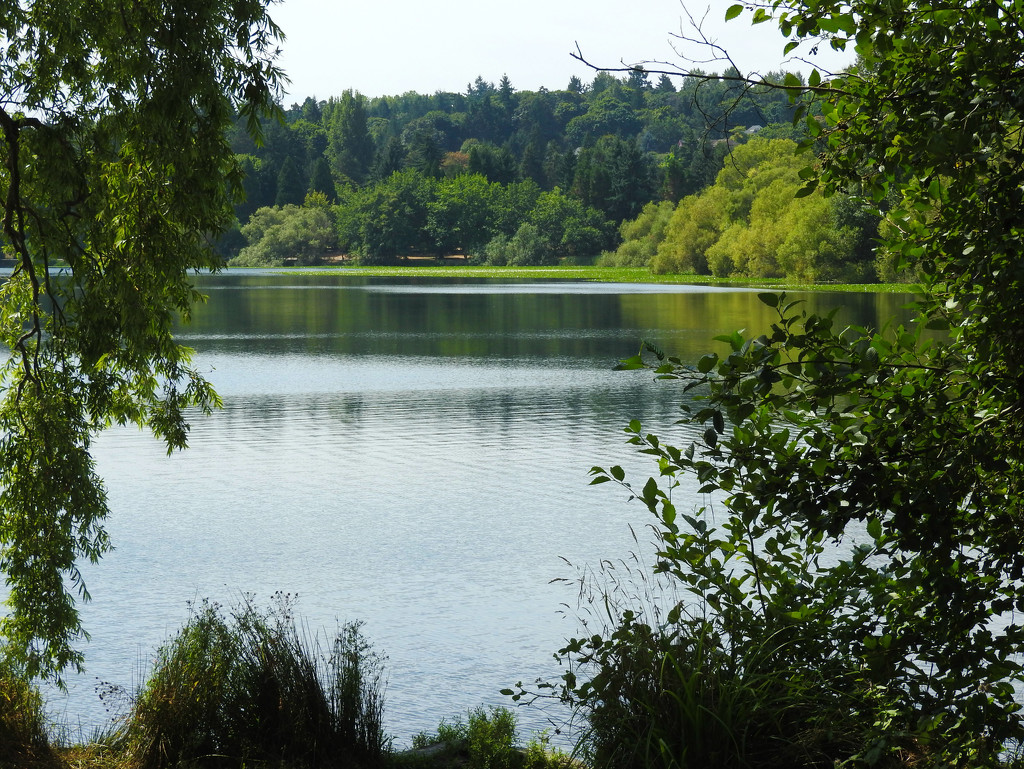 Green as in Green Lake by seattlite
