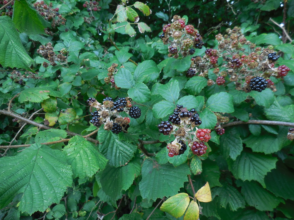 Blackberries by jon_lip