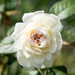 Licorice Rose by cdonohoue