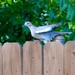 I am a White-winged Dove, not to be confused with a Mourning Dove by louannwarren