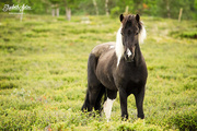 16th Aug 2017 - Icelandic horse again