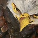 Painted Eagle by gq