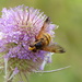 Bee Fly on Teasel  by susiemc