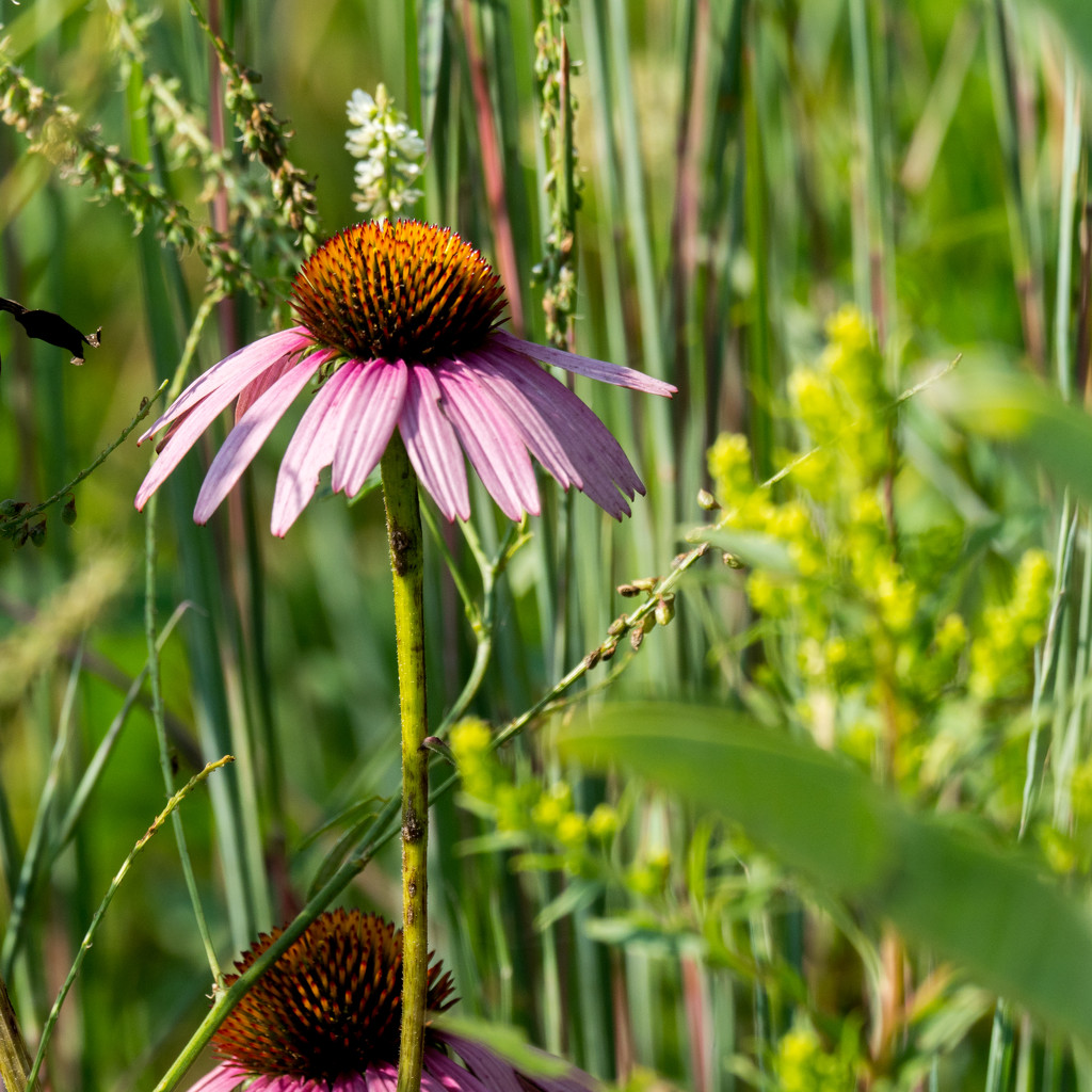 Pale Purple Coneflower Square by rminer