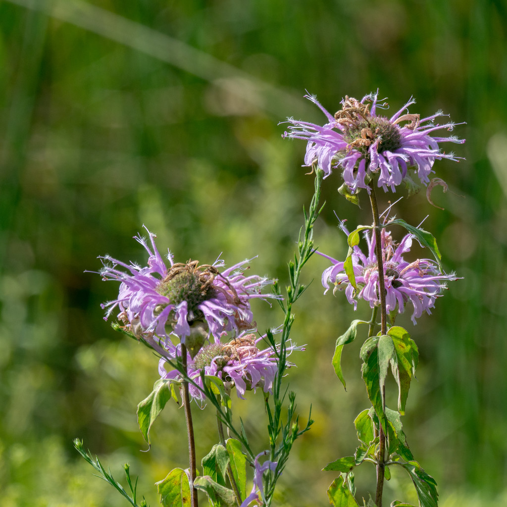 Bee Balm by rminer