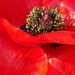 Poppy by flowerfairyann