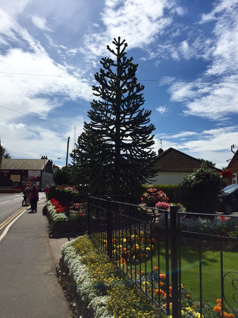 Monkey Puzzle by gillian1912