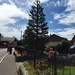 Monkey Puzzle by gillian1912