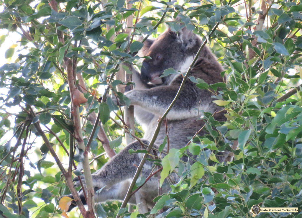 airobics by koalagardens