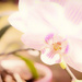Orchid by joysabin