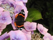 16th Aug 2017 - Red Admiral