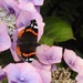 Red Admiral by roachling