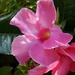 Mandevilla blossom by tunia