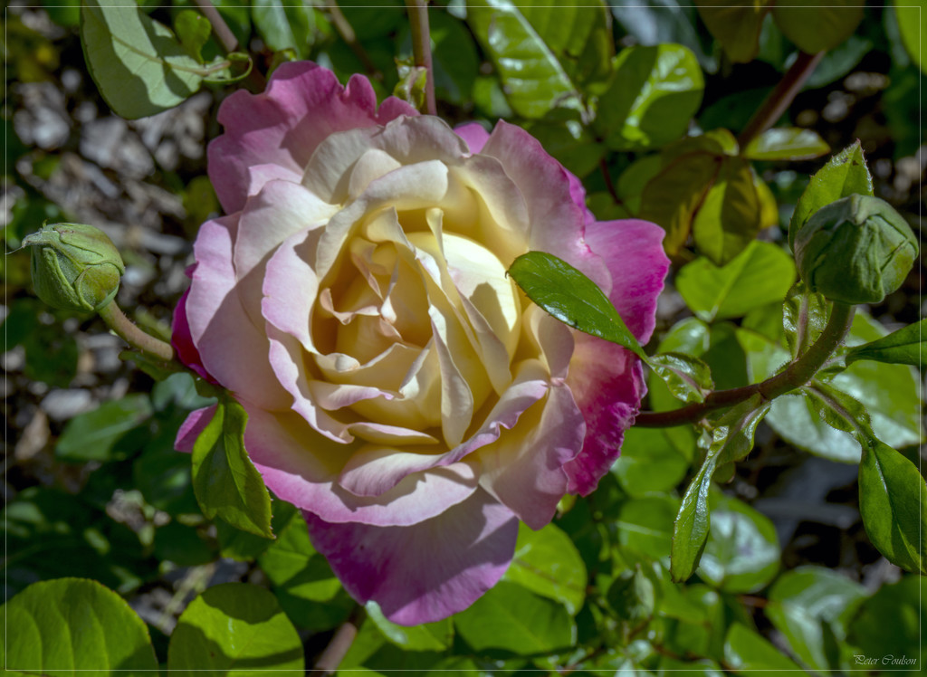 English Rose by pcoulson