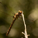 Dragonfly Singing Into the Microphone! by rickster549