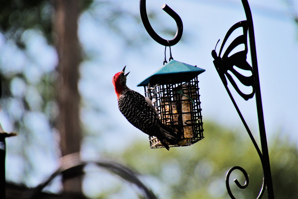 Red Headed Woodpecker by randy23