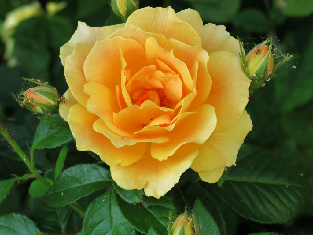 Yellow Rose  by randy23