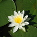 Waterlily by susanharvey