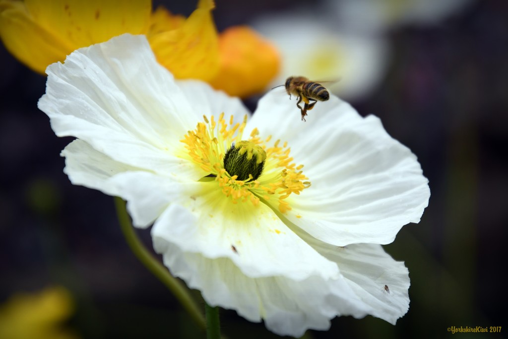 Poppy pollinator by yorkshirekiwi