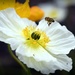Poppy pollinator by yorkshirekiwi