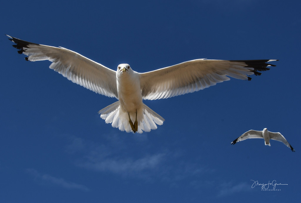 ~Seagulls~ by crowfan