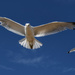 ~Seagulls~ by crowfan