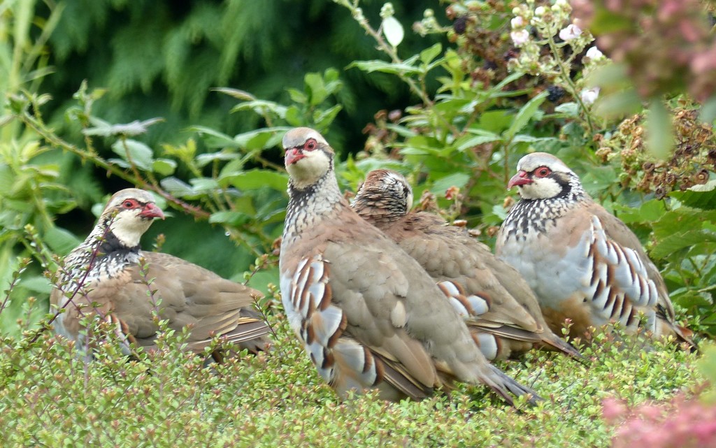 Red-Legged Partridge In Our Garden by g3xbm