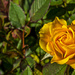 Mini Rose by tonygig