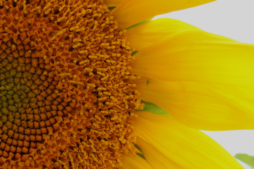 Sunflower by lucien