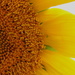 Sunflower by lucien